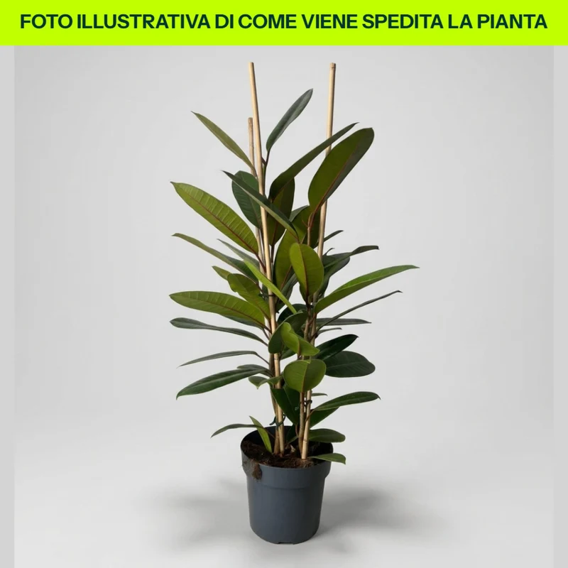 Ficus Tresor in vaso da 17cm