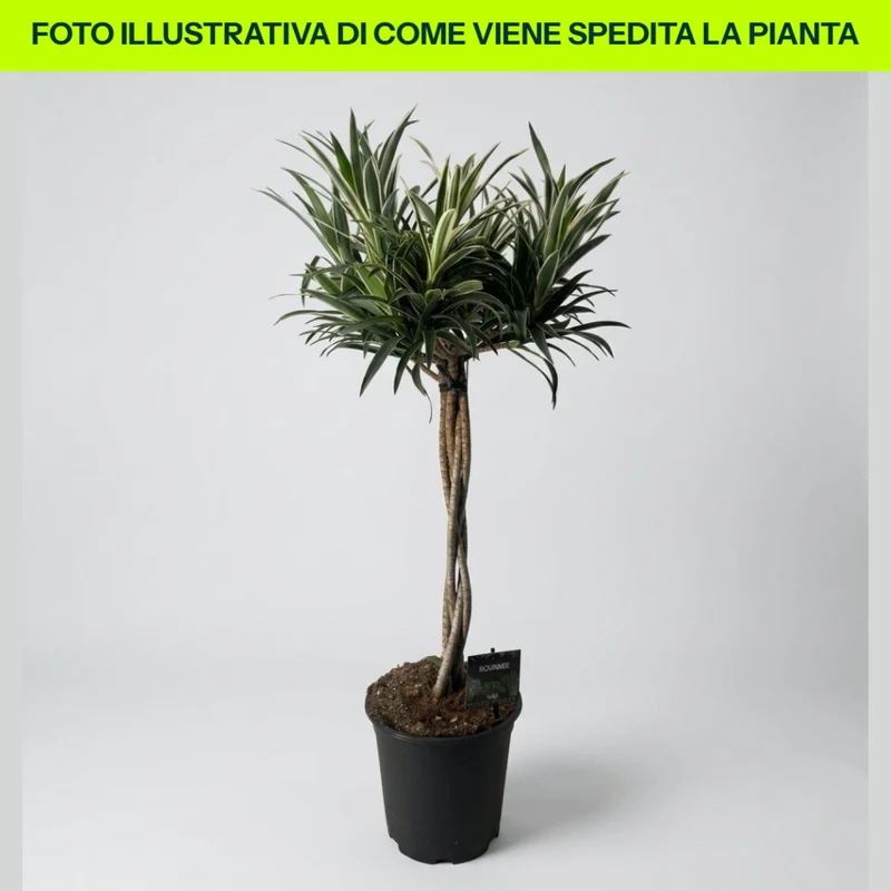 Dracena Valentina in vaso da 21cm