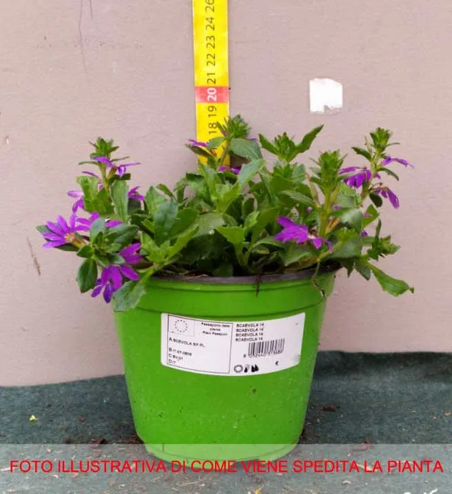 SCAEVOLA VASO 11CM COLORI ASSORTITI BIANCO O VIOLA