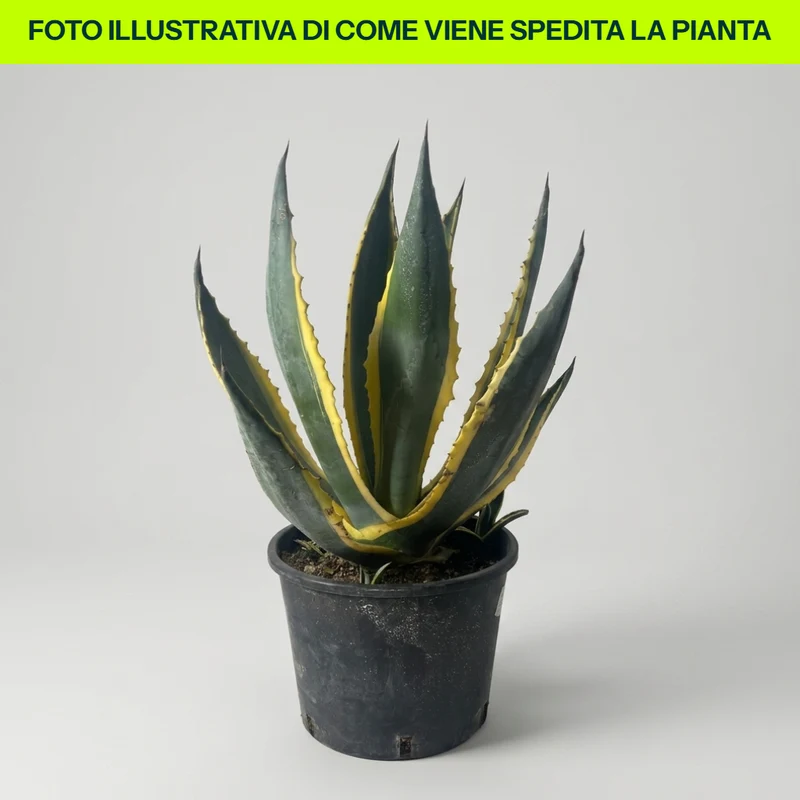 Agave Americana Marginata in vaso da 24cm