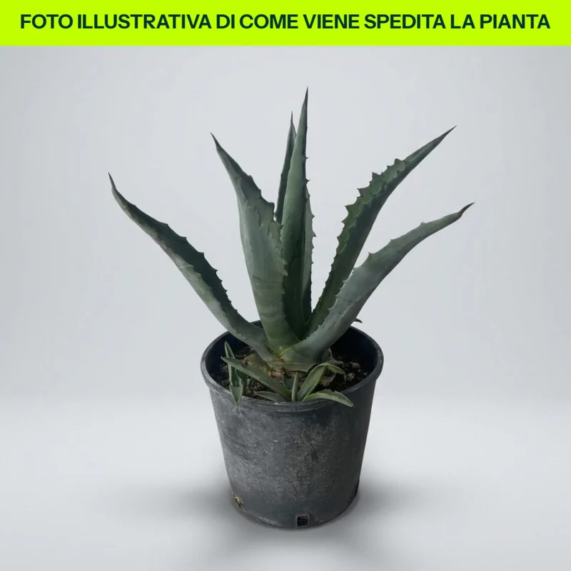 Agave Americana in vaso da 18cm