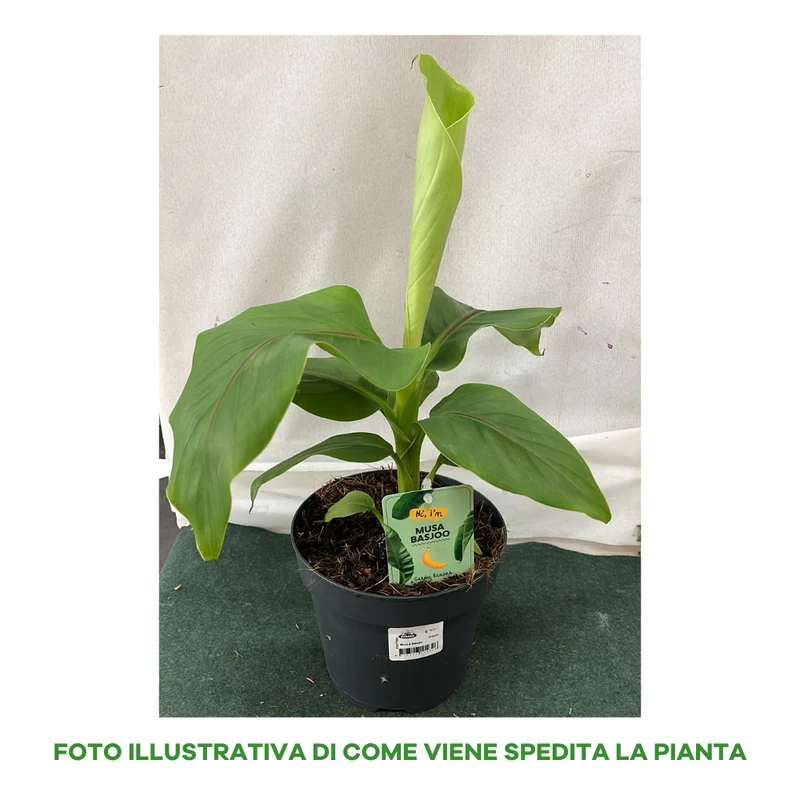 MUSA BASJOO BANANO GIAPPONESE IN VASO DA 24CM (1 PIANTA)