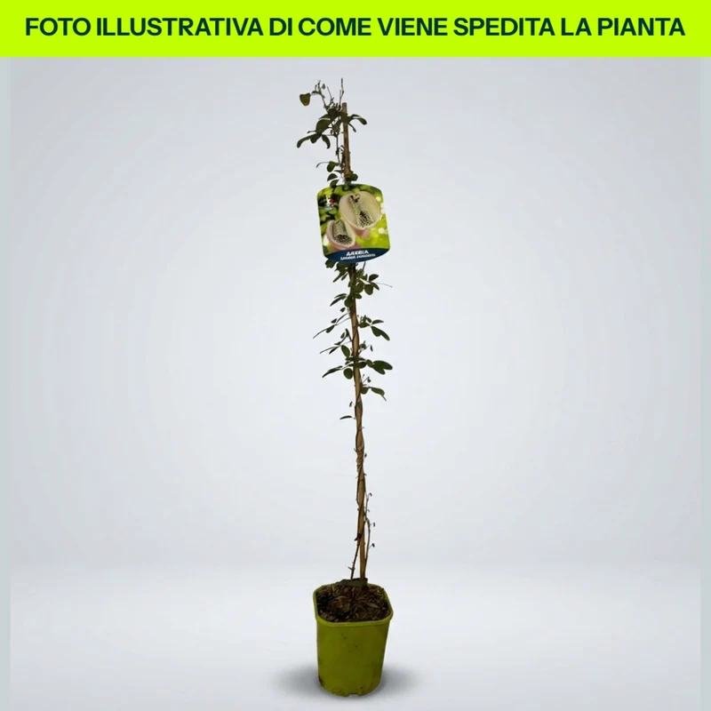 Akebia Quinata in vaso da 15cm