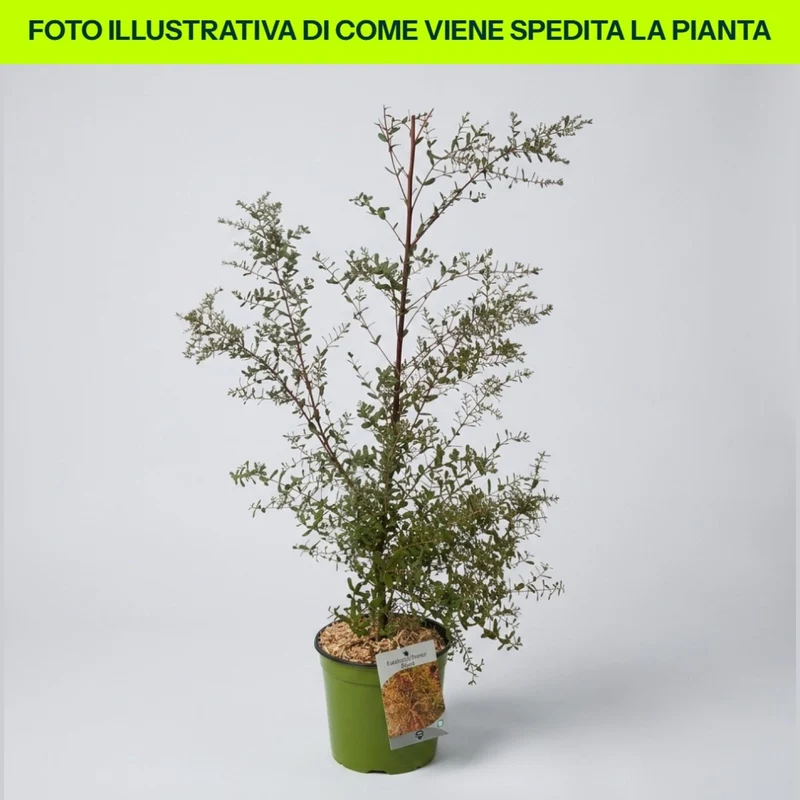 Eucalyptus France Bleu in vaso da 18cm