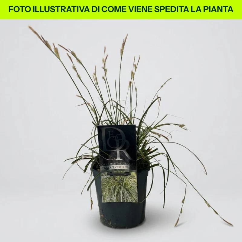 Carex Evercream in vaso da 17cm