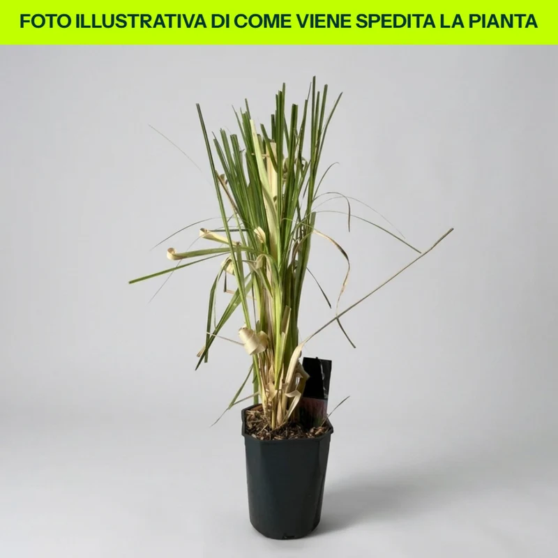 Cortaderia Selloana Bianca in vaso da 23cm