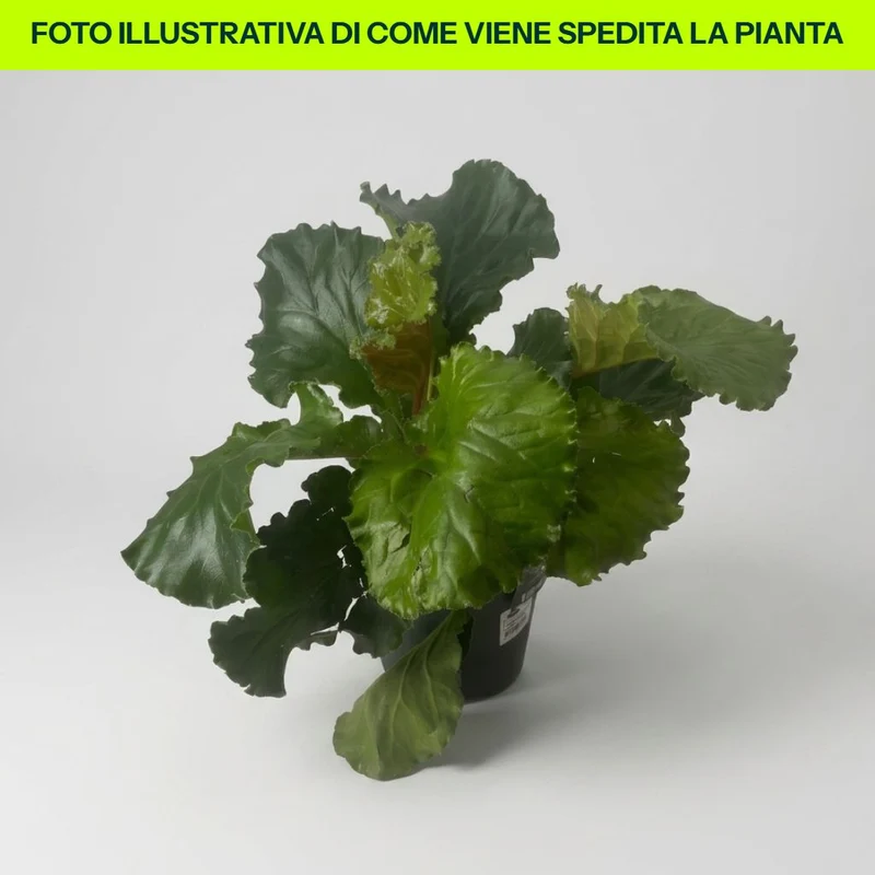 Bergenia Ripple Effect in vaso da 17cm