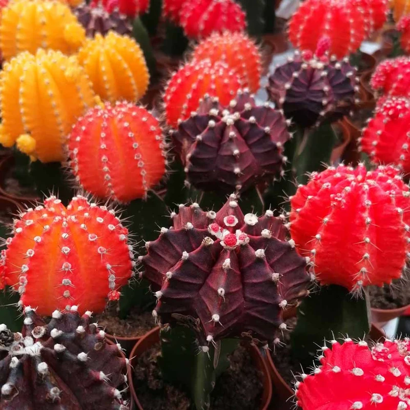 Gymnocalycium in vaso da 13cm Colori Assortiti