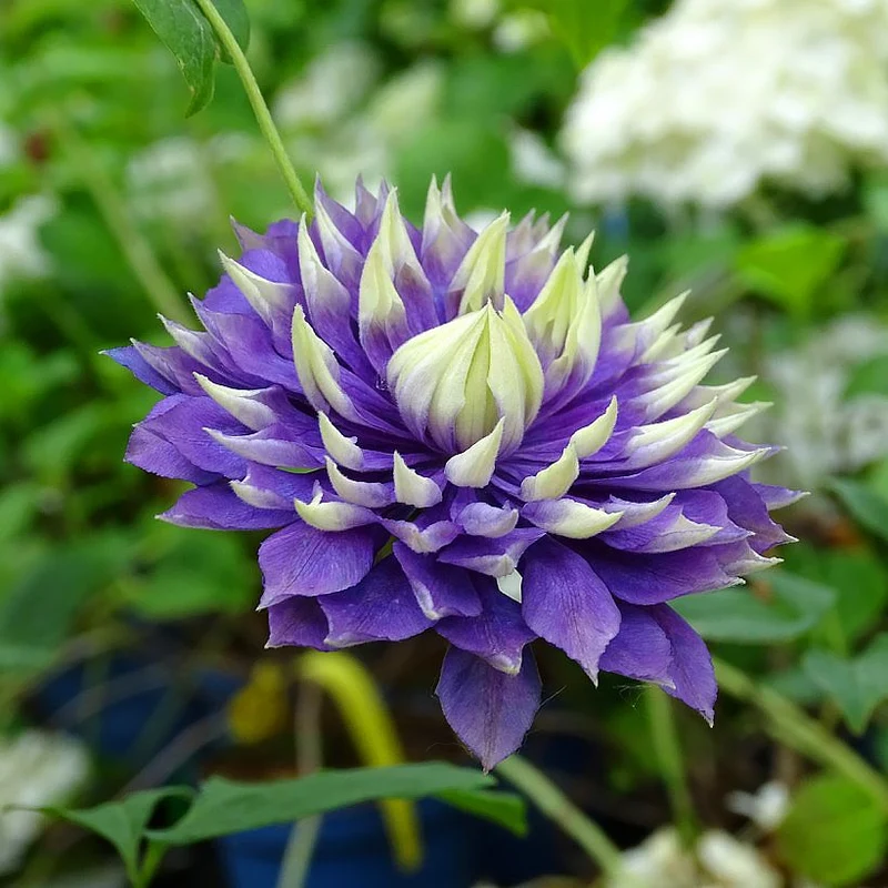 Clematis Florida Taiga in vaso da 16cm