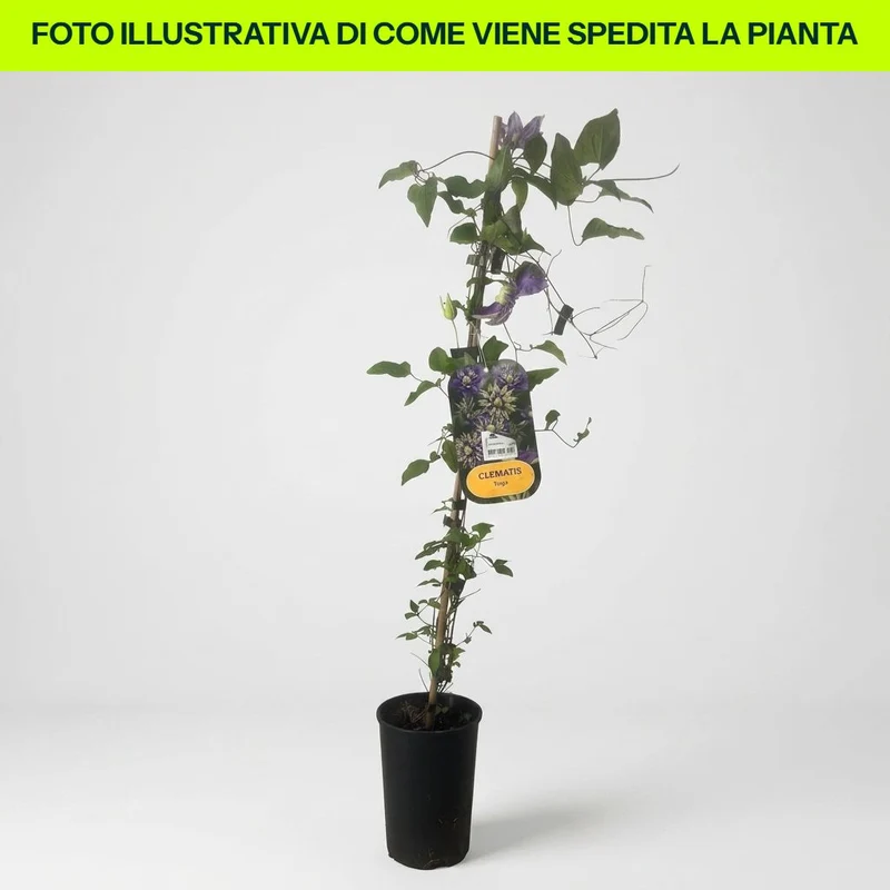 Clematis Florida Taiga in vaso da 16cm