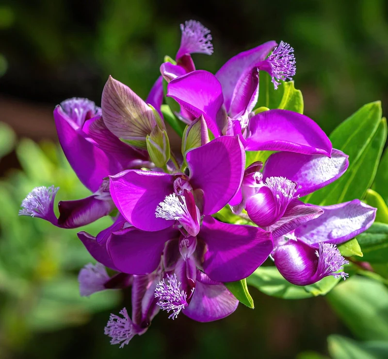 POLYGALA MYRTIFOLIA in vaso da 19cm