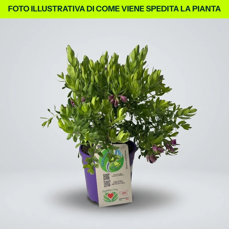 POLYGALA MYRTIFOLIA in vaso da 19cm