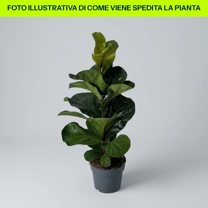 Ficus Lyrata Bambino in vaso da 17cm