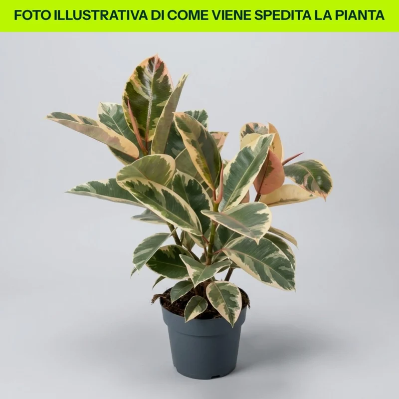 Ficus Tineke in vaso da 17cm