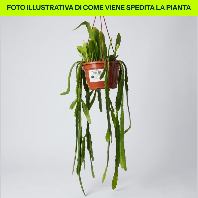 Epiphyllum in varietà in Vaso da 15cm