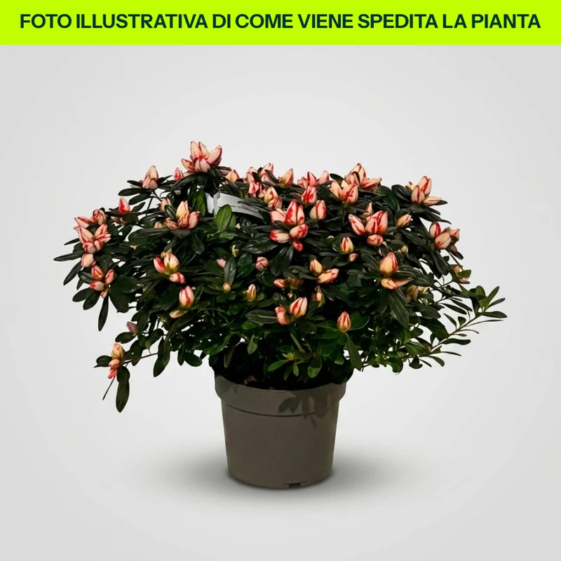 Azalea Semi Rustica in Vaso da 17cm