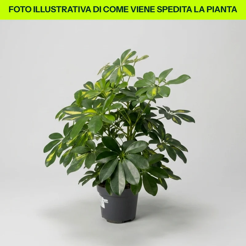Scheflera Gold Capella in Vaso da 18cm