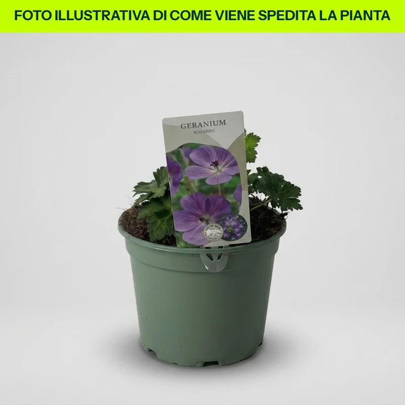 Geranium Rozanne Blu in Vaso da 15cm