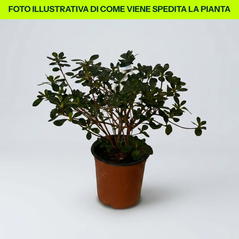 Azalea Santamaria in Vaso da 15cm