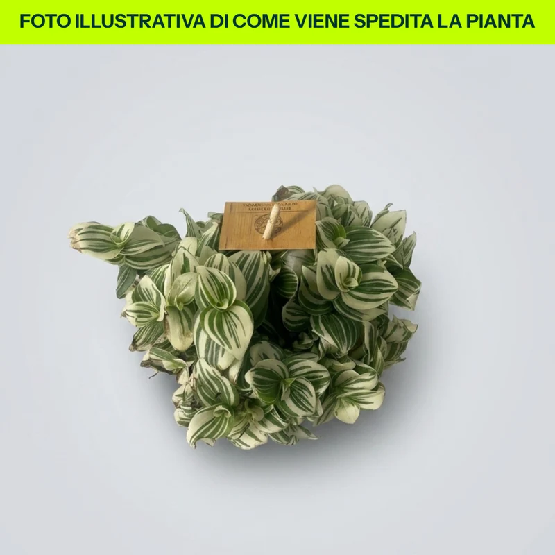 Tradescantia Brightness in Vaso da 12cm
