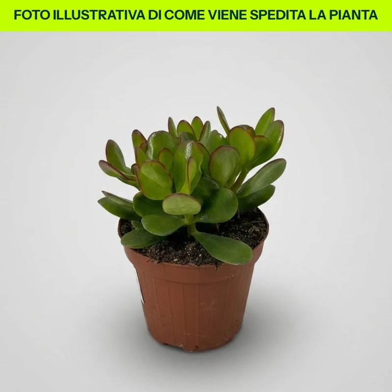 Crassula Ovata in Vaso da 12cm