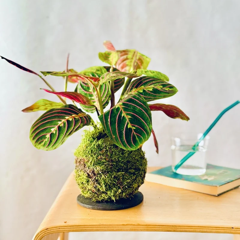 Corso Terrarium + Kokedama - 23 Maggio 2026