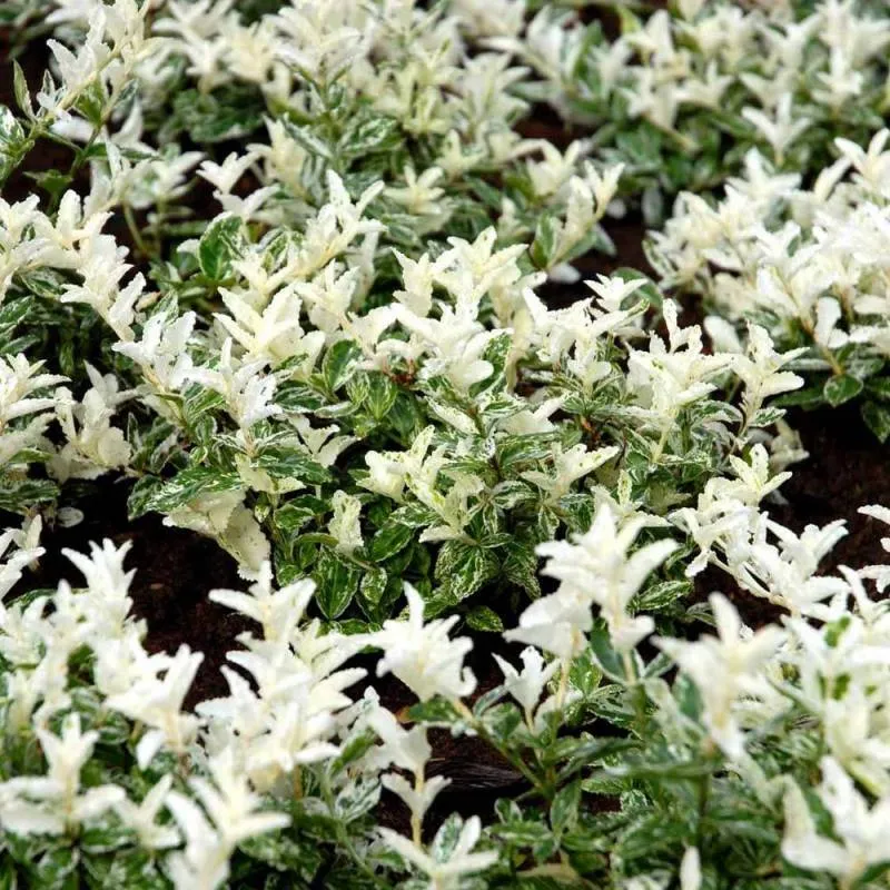 Euonymus Fort. Harlequin in Vaso da 15cm