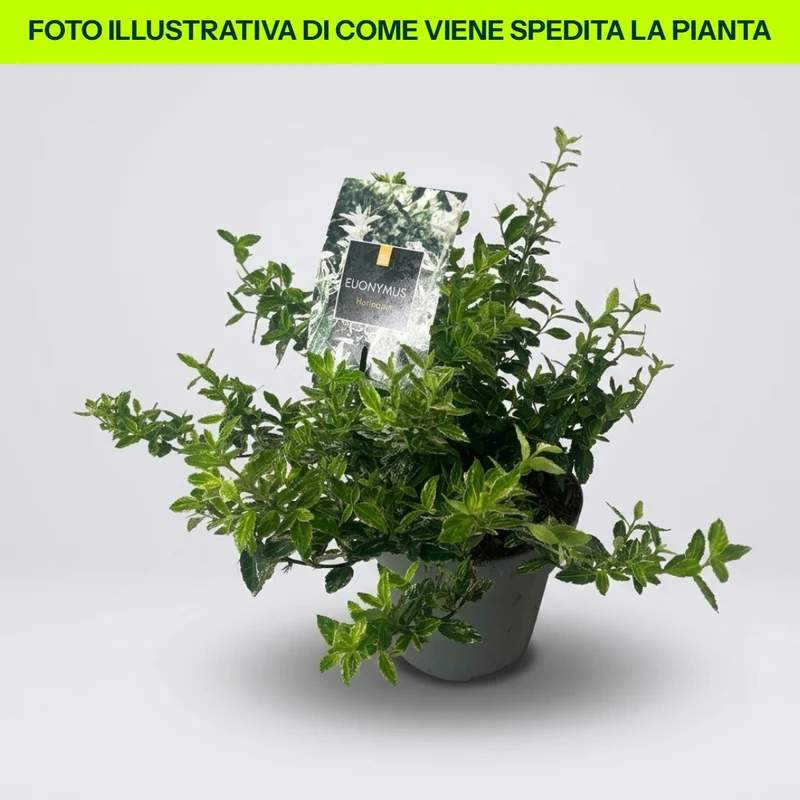 Euonymus Fort. Harlequin in Vaso da 15cm