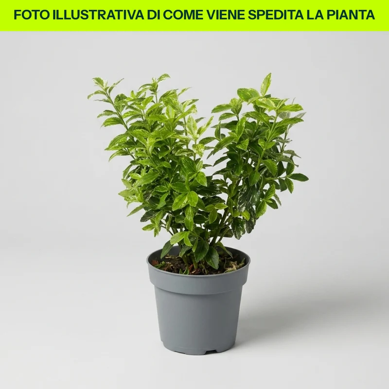 Euonymus Fort. Harlequin in Vaso da 9cm