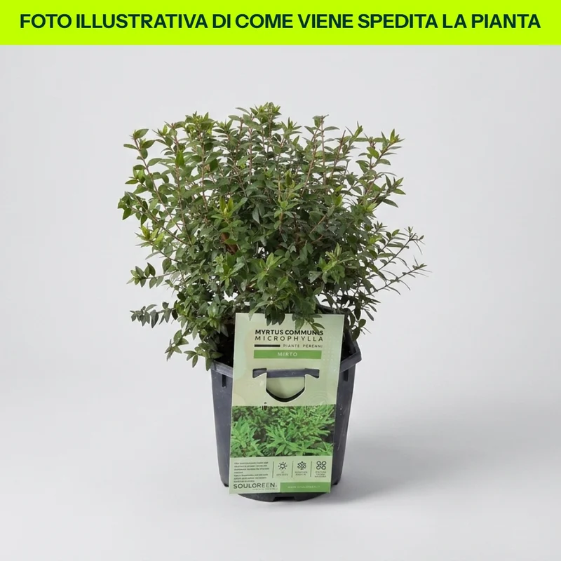 Mirto Microphylla in Vaso da 16cm