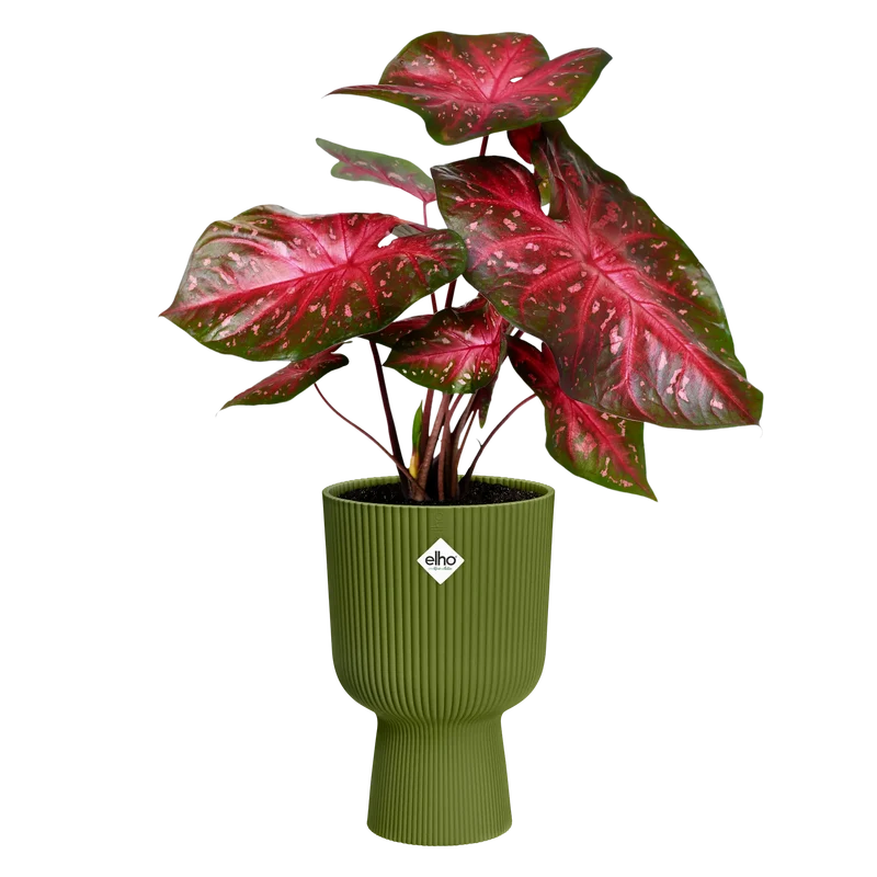 Vaso Fioriera Vibes Fold Coupe D 30 x h 45 cm Verde Felce ELHO