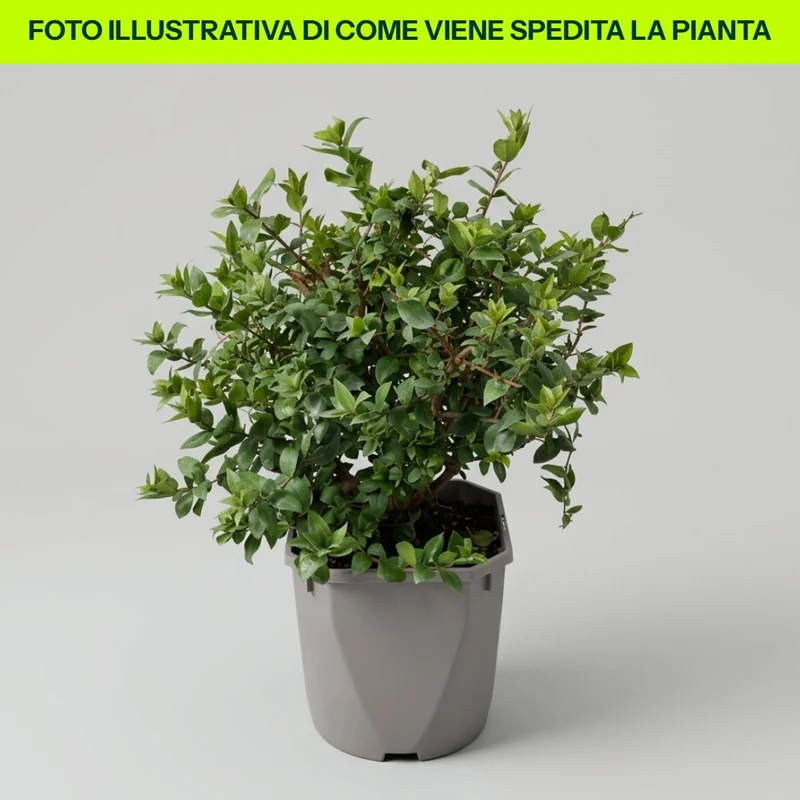 Mirto Comune Cespuglioso in Vaso da 16cm