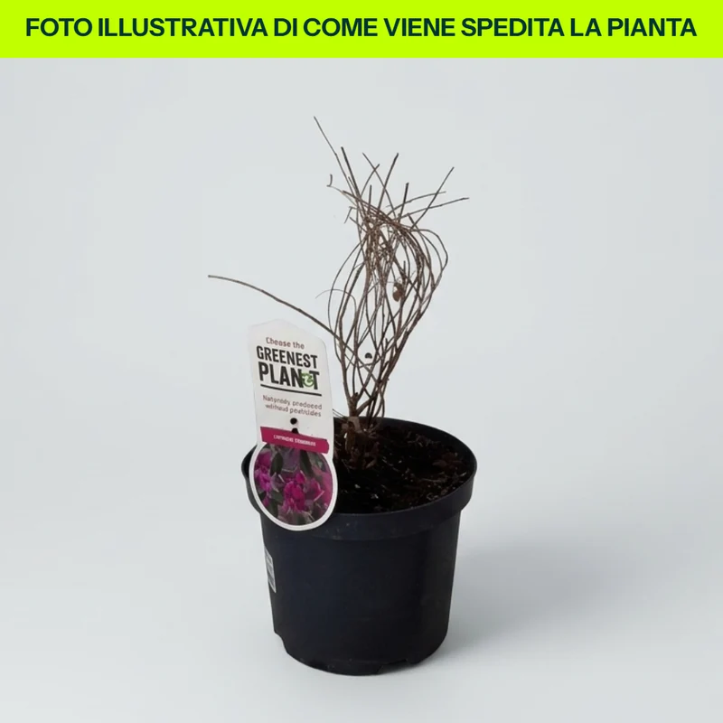Lespedeza Thunbergii in Vaso da 18cm