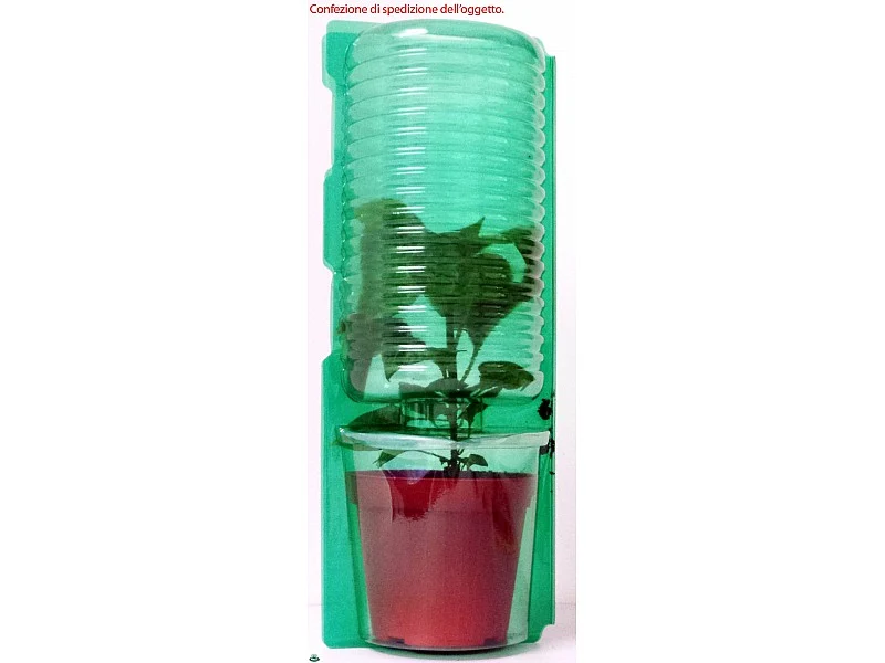 PIANTA DI PEPERONCINO HOT VIOLETTO O FUOCO NERO (IN VASO Ø 14CM)