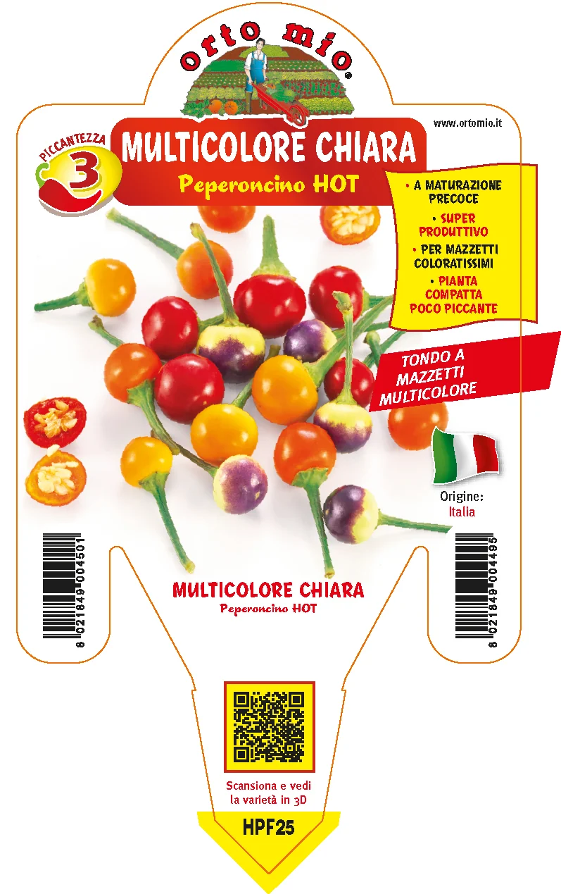 PIANTA DI PEPERONCINO MULTICOLORE CHIARA (IN VASO Ø 14CM)