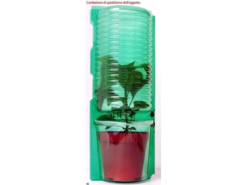 PIANTA DI POMODORO SAN MARZANO INNESTATO (IN VASO Ø14CM)