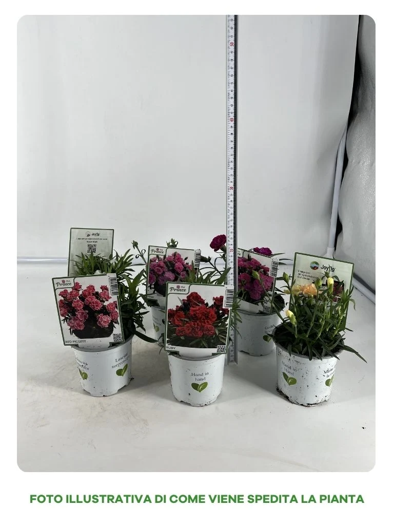 GAROFANO IN VASO 10CM IN VARIETA' ASSORTITA