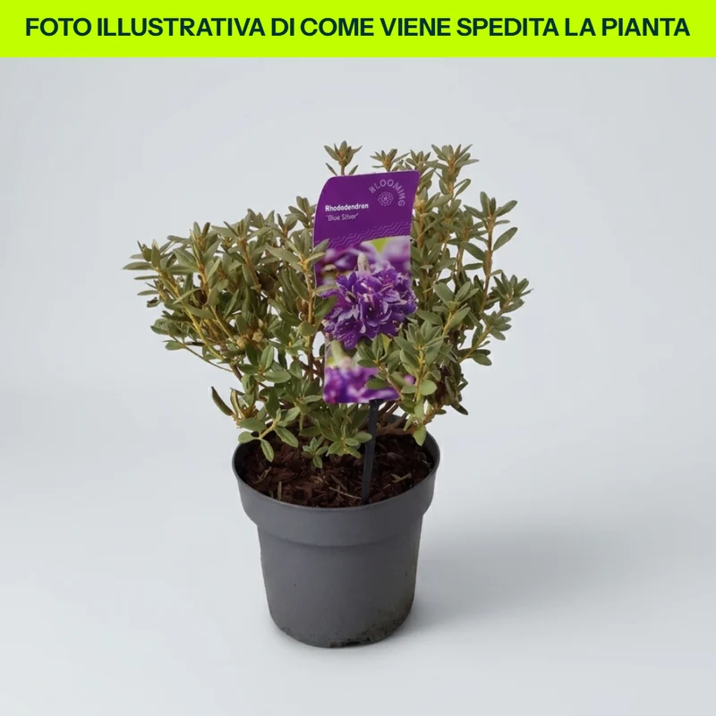 Rododendro Blue Silver in Vaso da 17cm