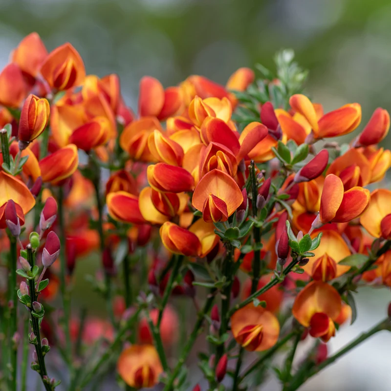 Cytisus Lena in Vaso da 14cm