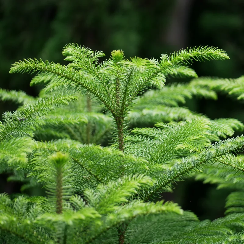 Araucaria Heterophylla in Vaso da 21cm