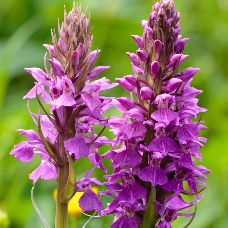 Orchidea da Giardino Dactylorhiza in Vaso da 12cm
