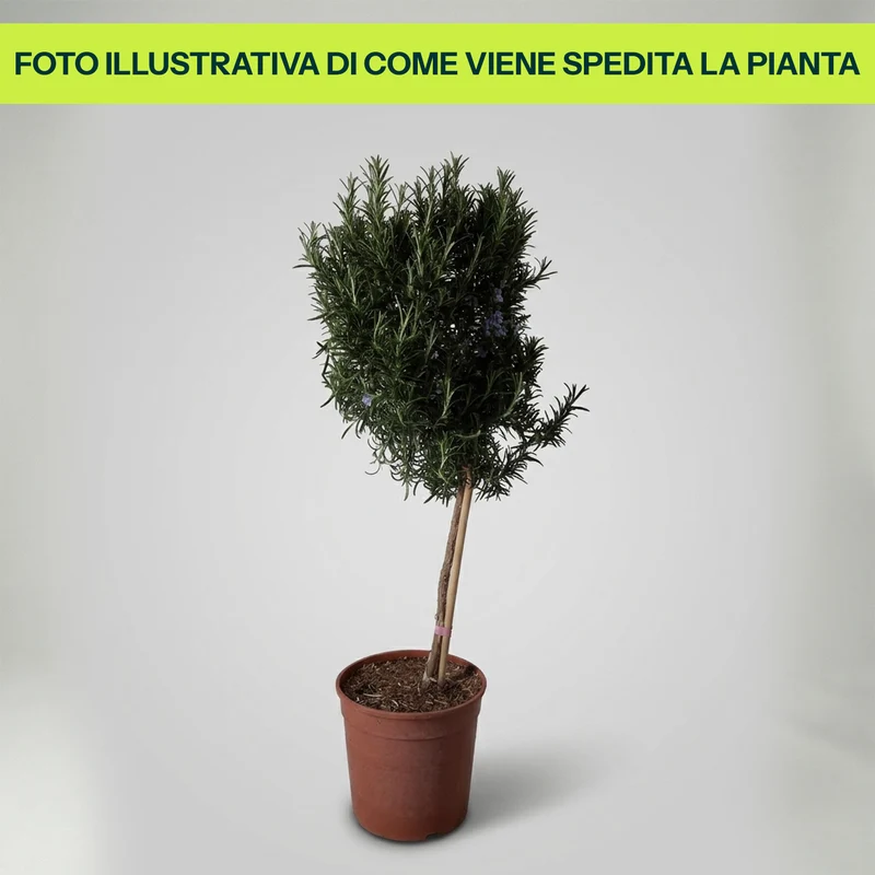 Rosmarino Alberello in Vaso da 18cm