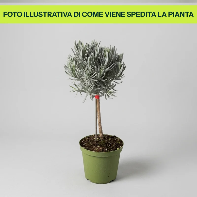 Lavanda Angustifoglia Alberello in Vaso da 14cm