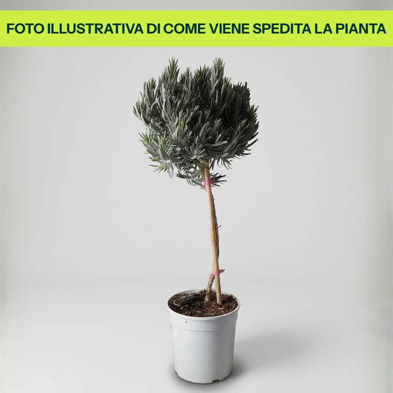 Lavanda Angustifoglia Alberello in Vaso da 18cm