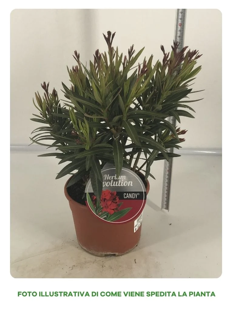 OLEANDRO CANDY IN VASO DA 18CM