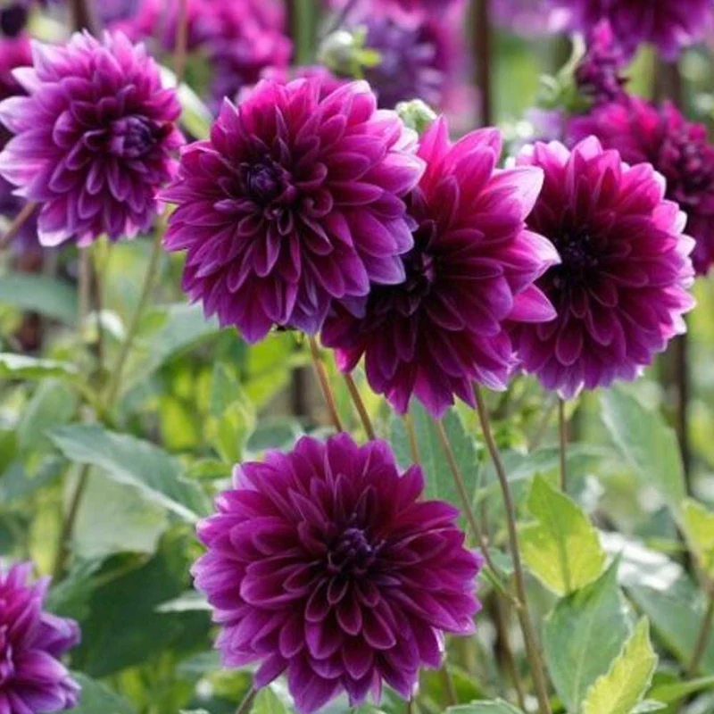 DAHLIA IN VASO DA 17CM