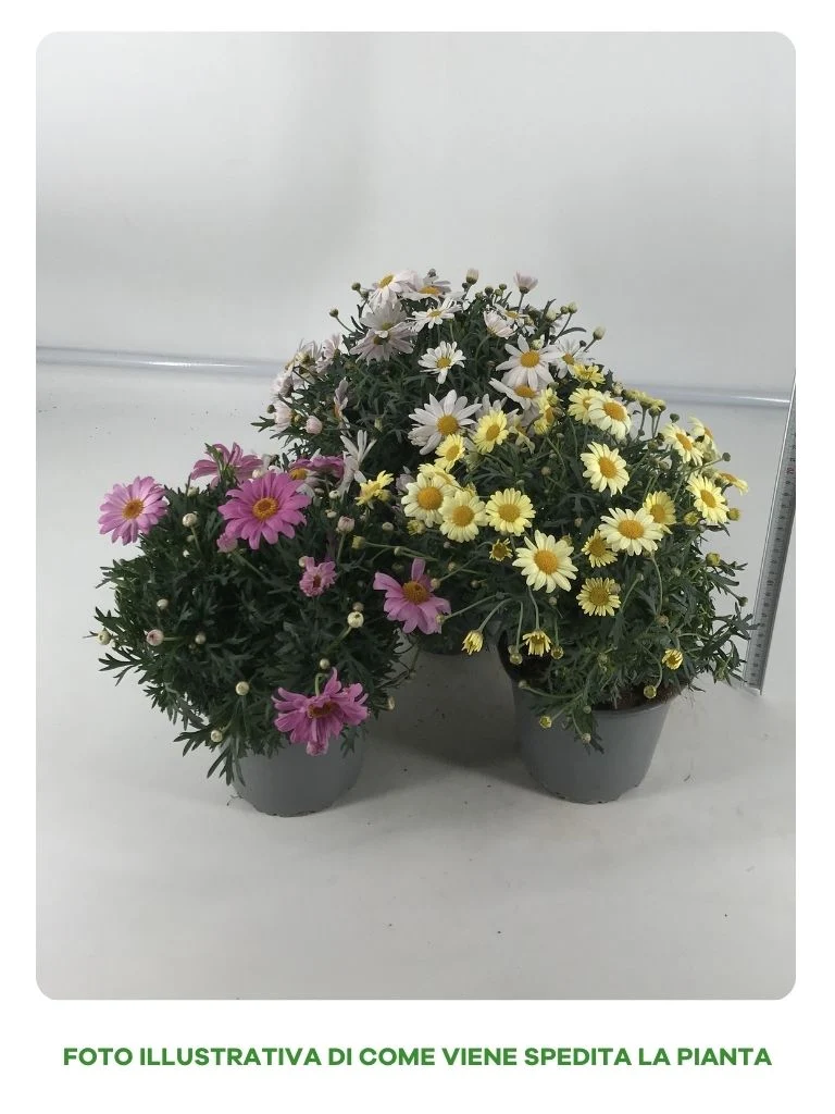 ARGYRANTHEMUM MARGHERITE IN VASO DA 18CM COLORI ASSORTITI