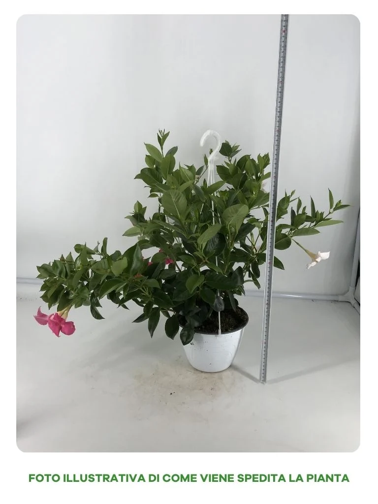 DIPLADENIA BICOLORE IN VASO A BASKET DA 18CM