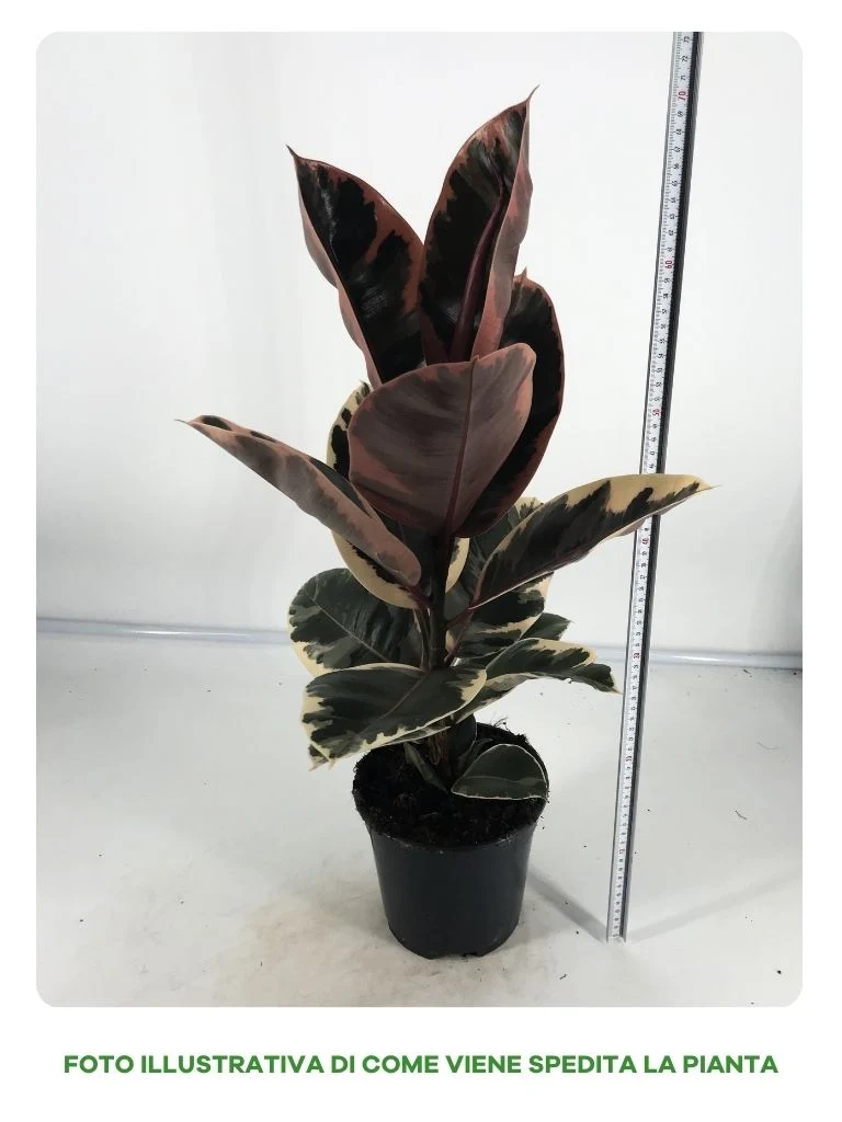 FICUS BELIZE IN VASO DA 17CM