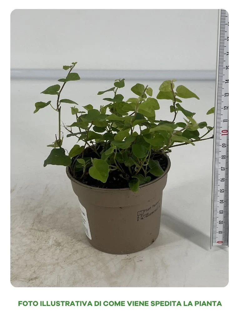 FICUS GREEN SUNNY IN VASO DA 9CM
